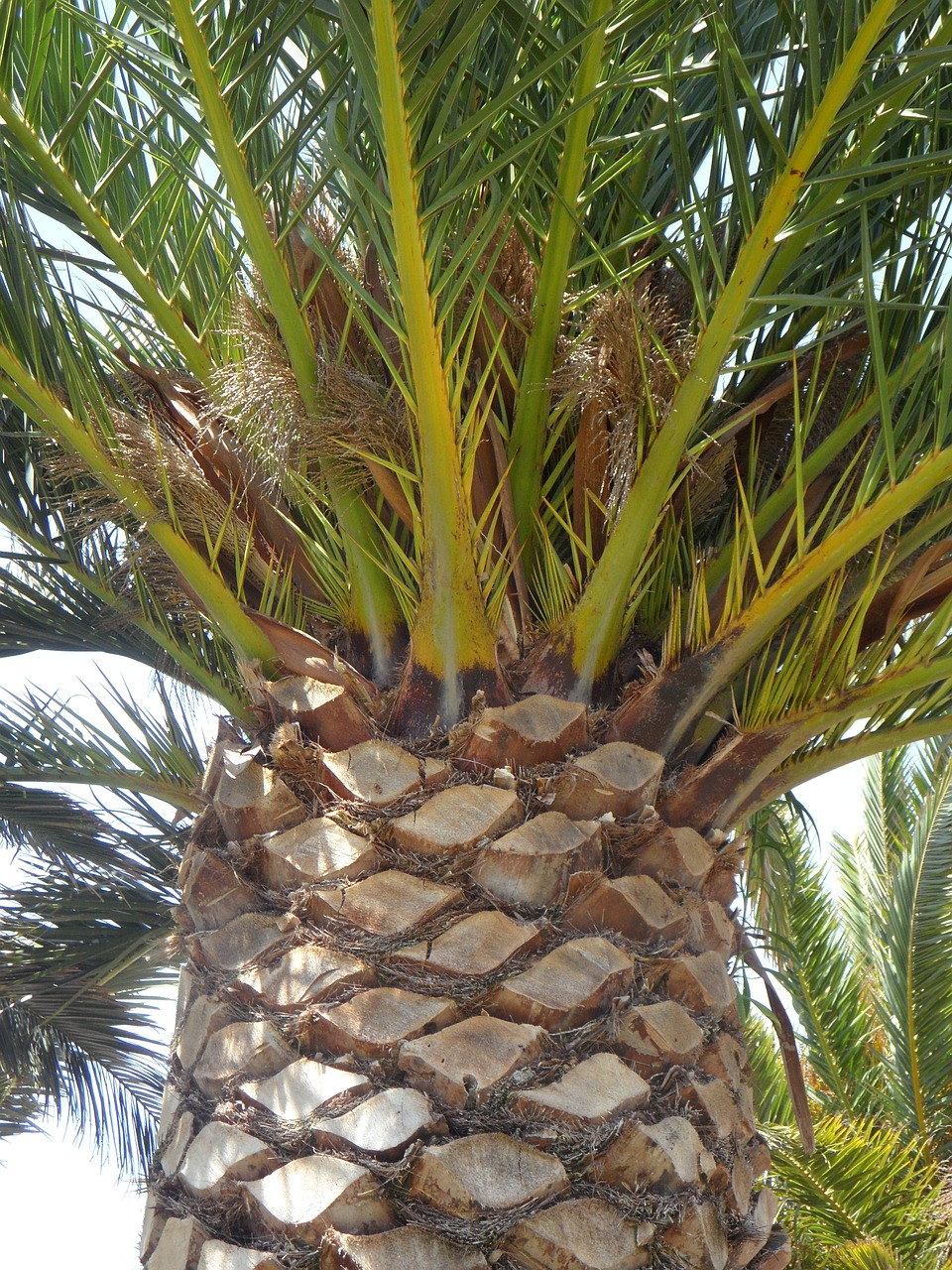 palm detail tree free photo