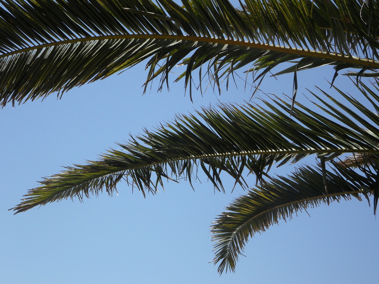 palm sky palm leaves free photo
