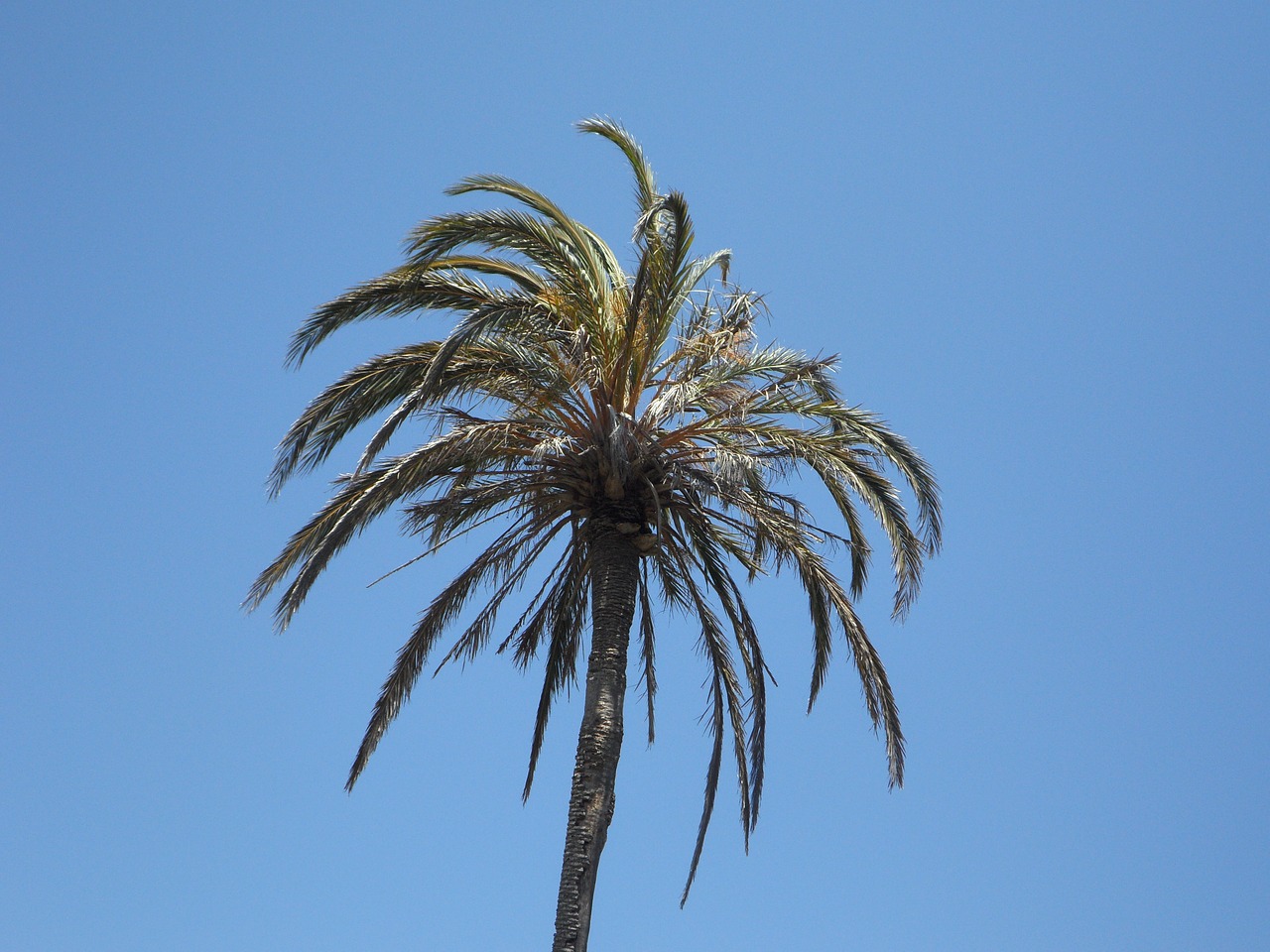 palm sky high free photo