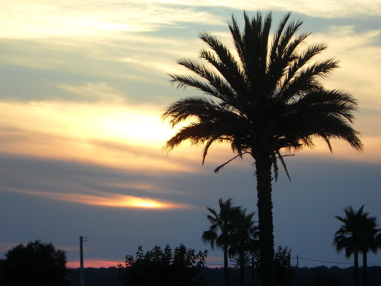 palm sun sunset free photo