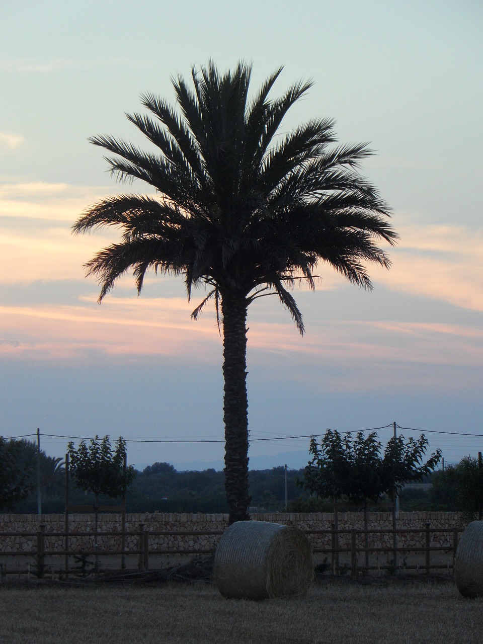 palm field abendstimmung free photo