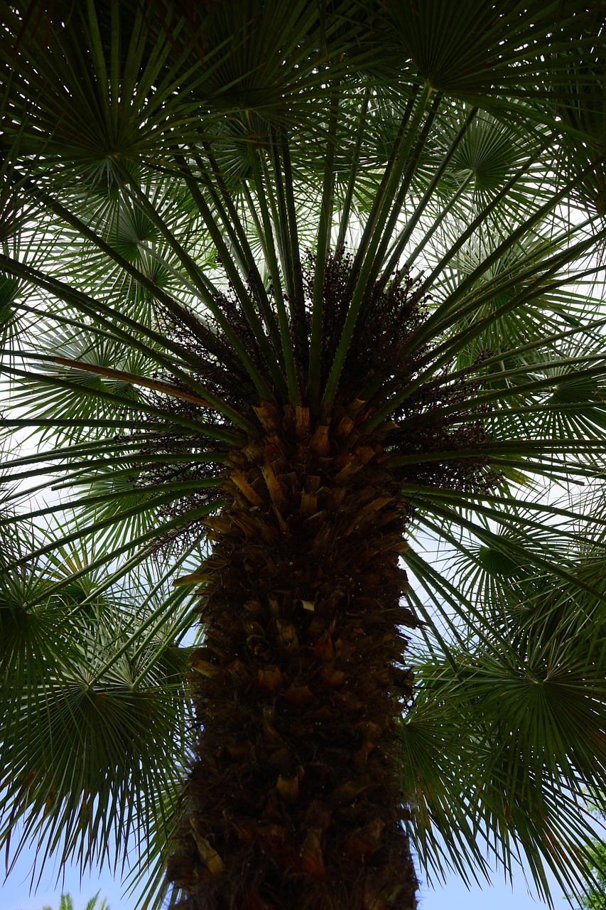 palm date palm tree free photo