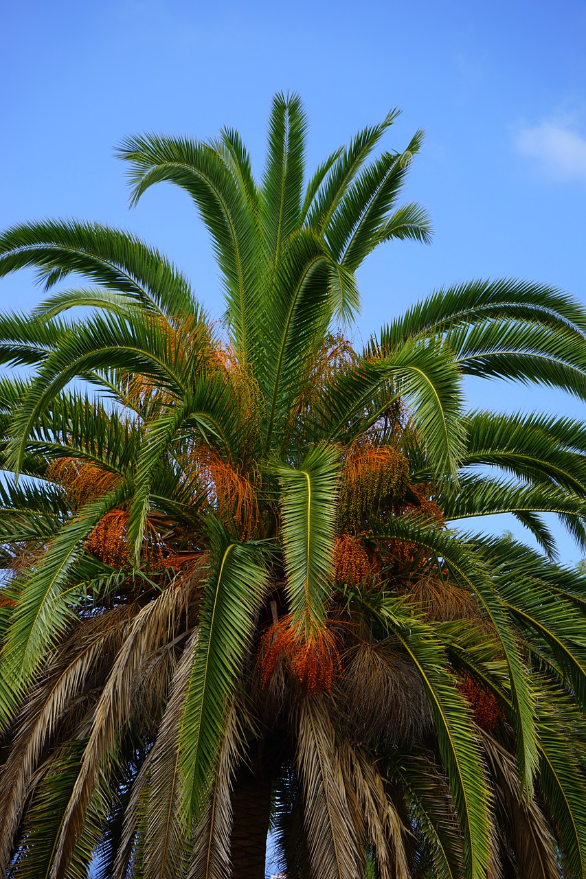 palm date palm tree free photo