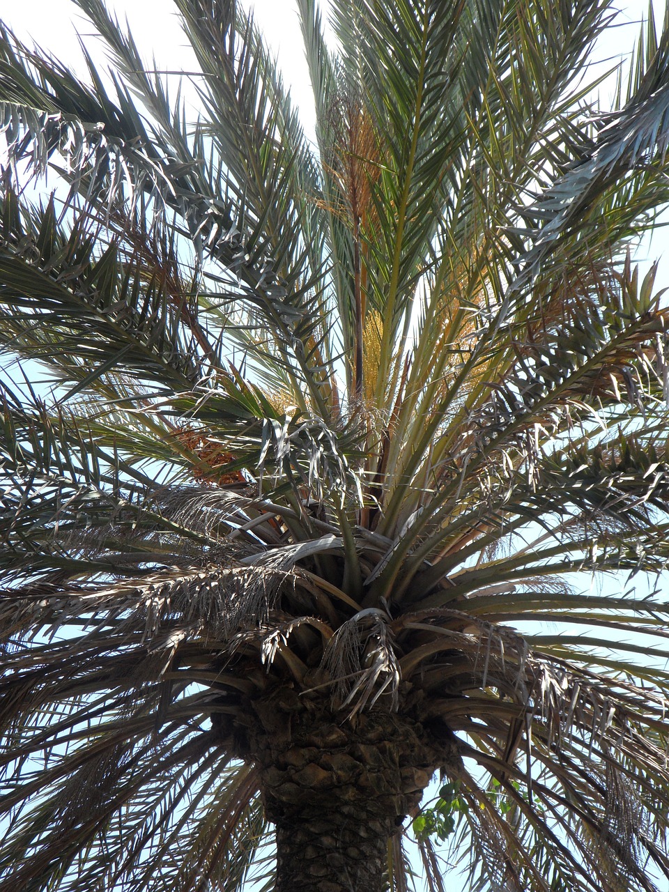 palm sky leaves free photo