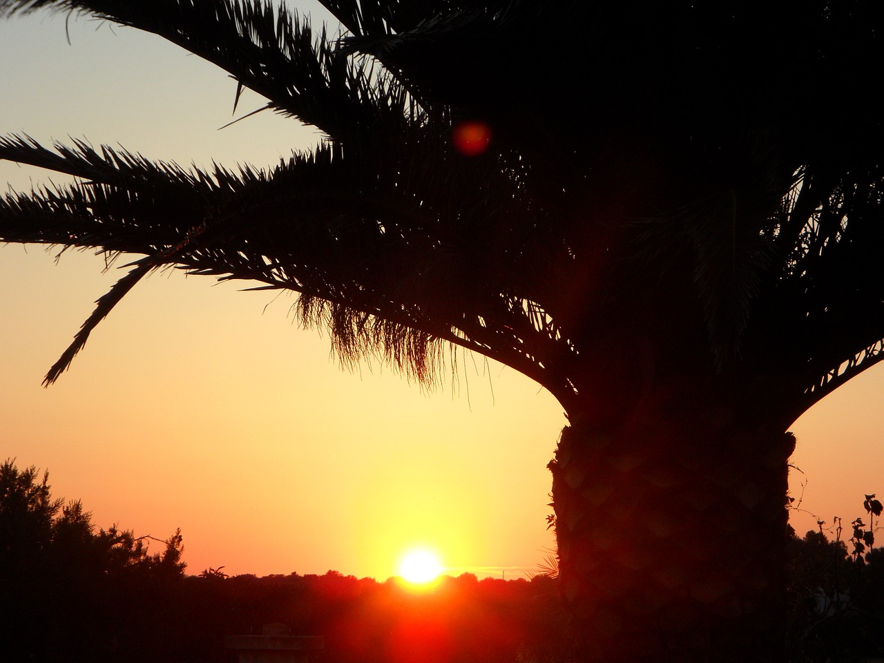 palm sun sunset free photo