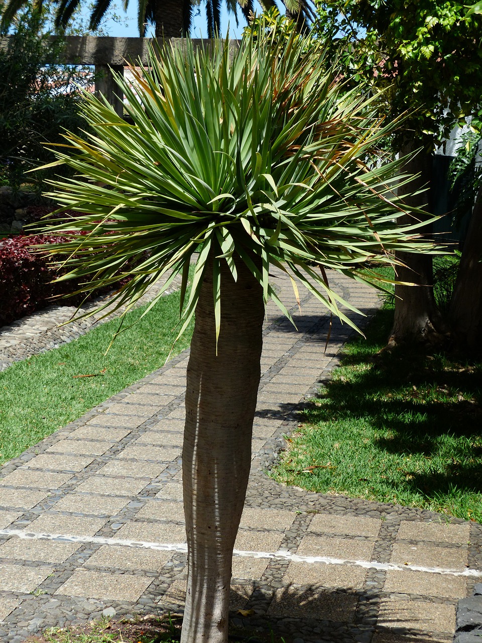 palm tree palm tree free photo
