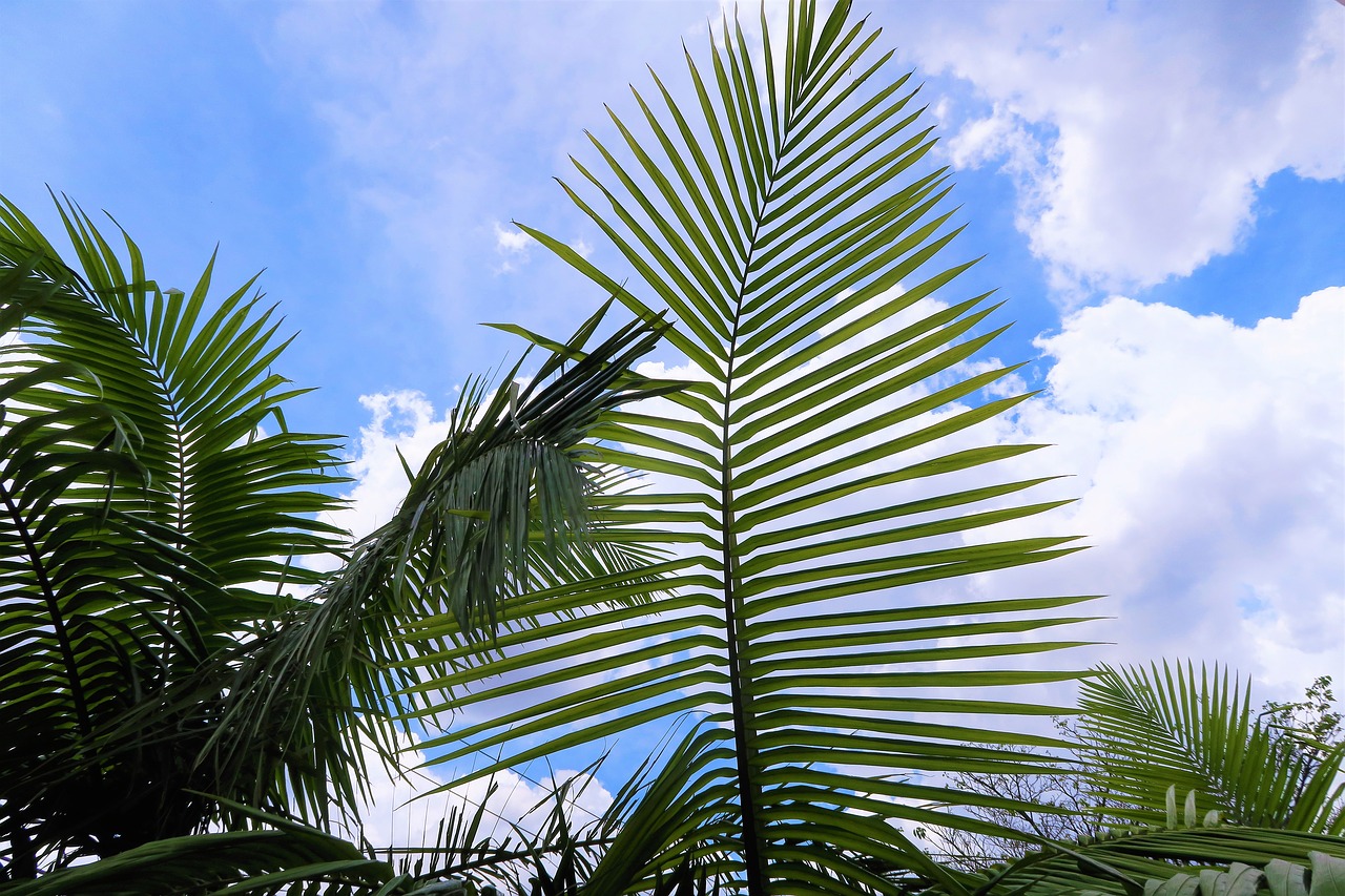 palm  tropical  exotic free photo