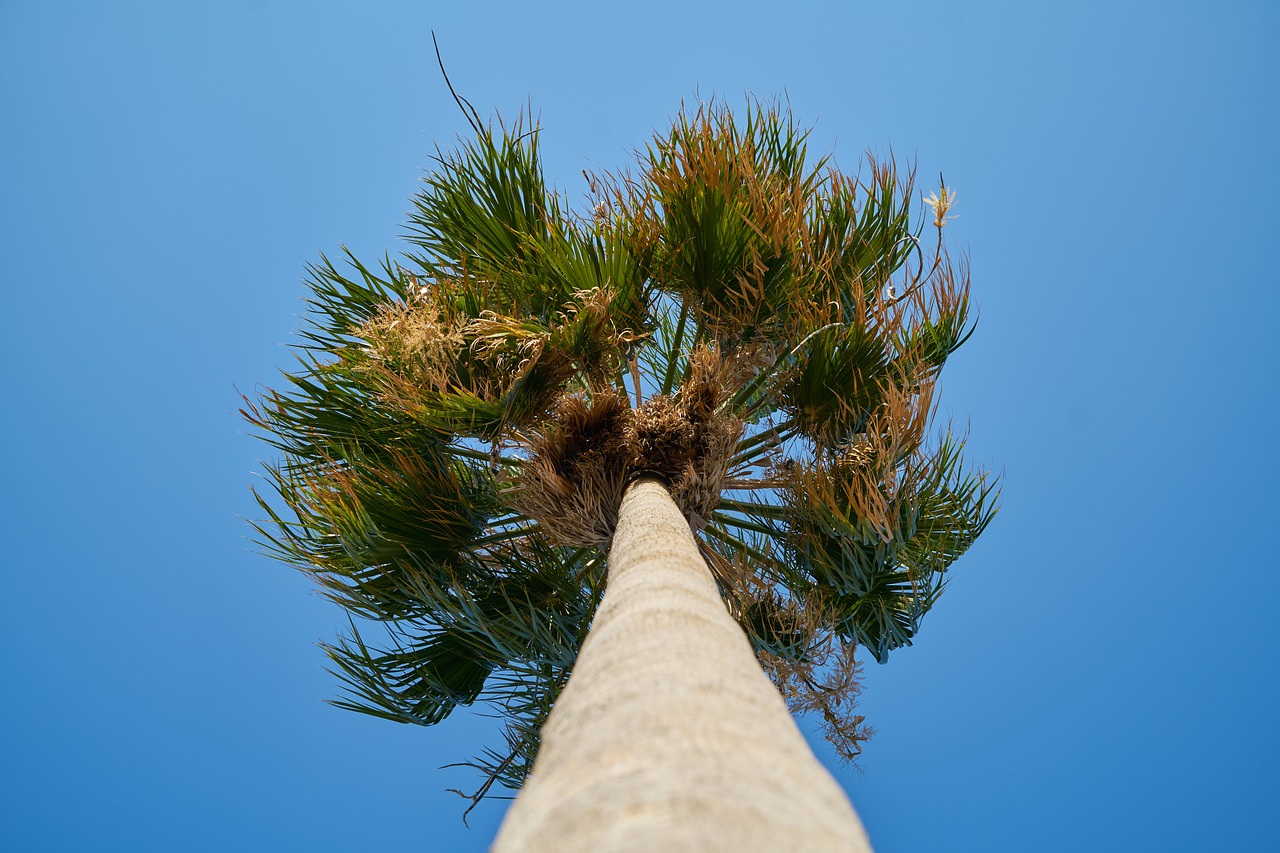 palm  tree  high free photo