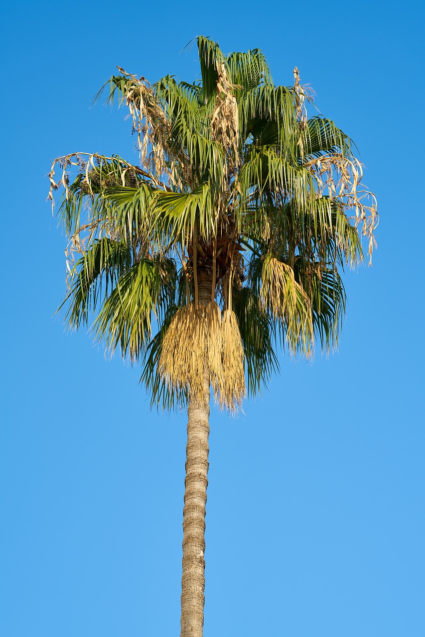 palm  tree  blue free photo