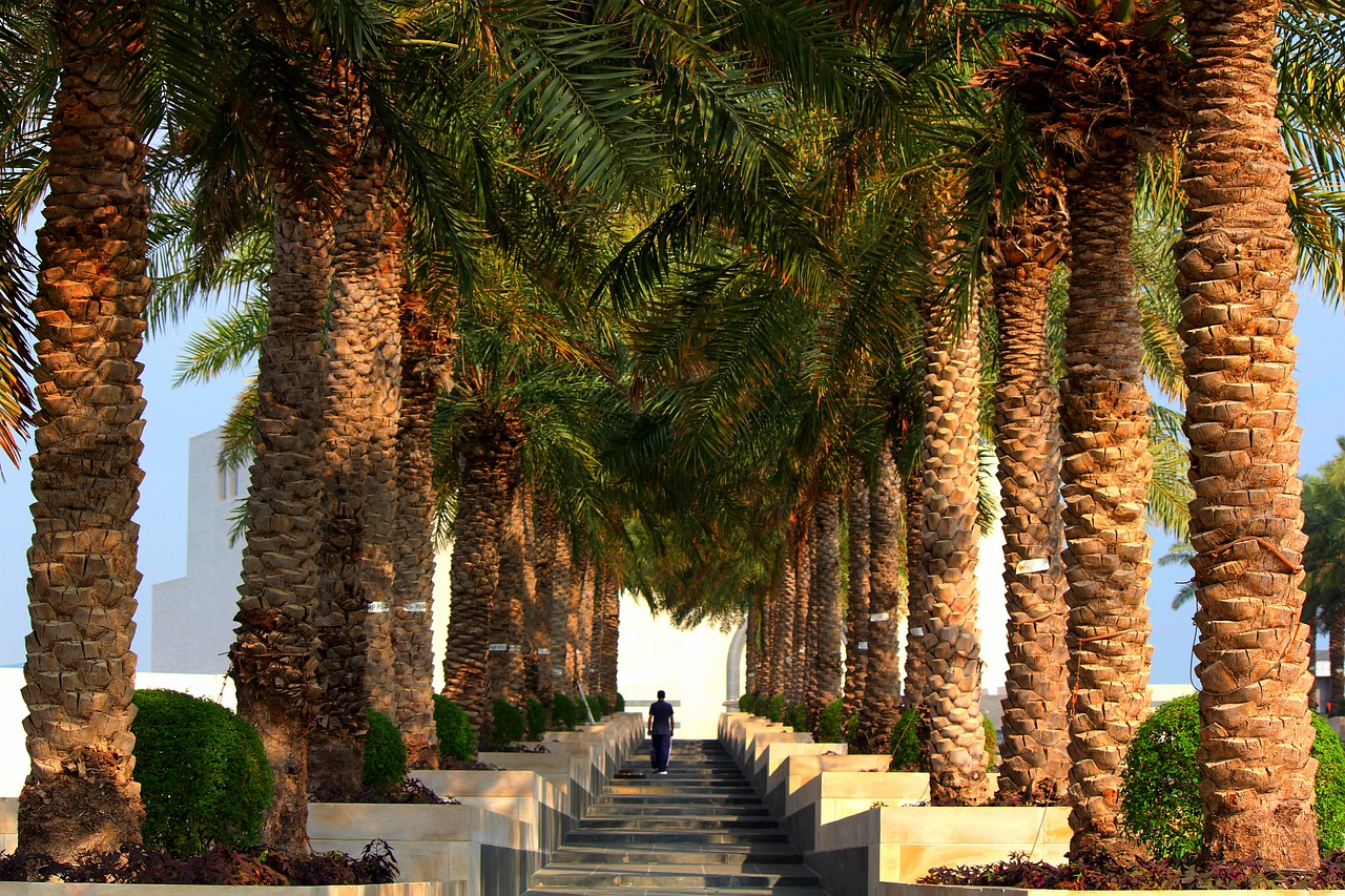 palm  trees  in a row free photo