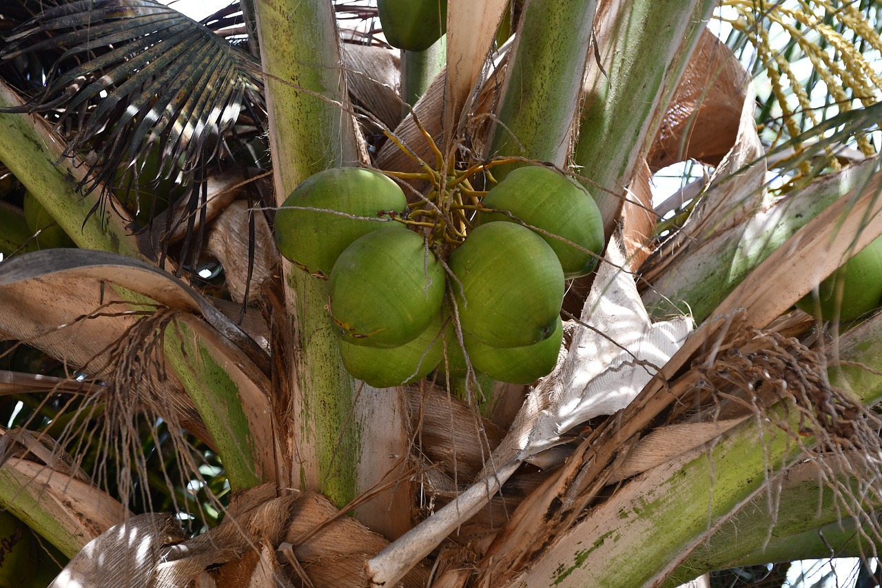 palm  coconuts  cape verde free photo