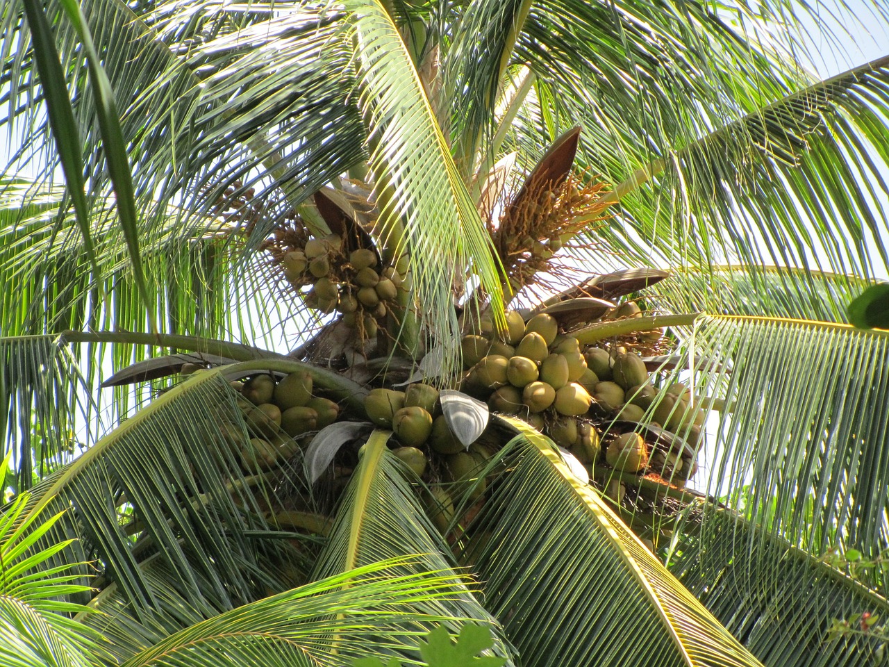 palm coconut tree coconut free photo
