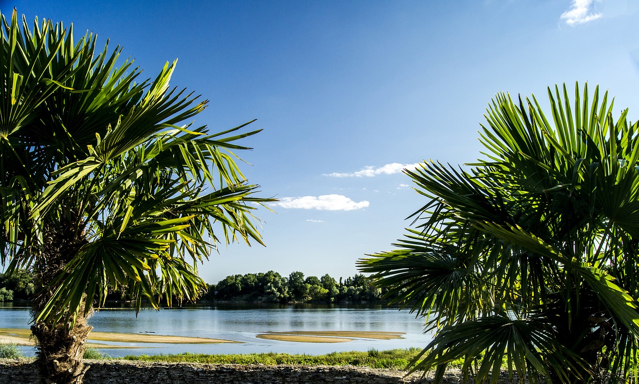 palm  summer  garden free photo