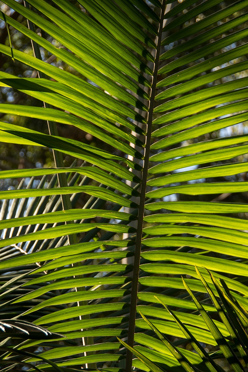 palm  bangalow palm  frond free photo