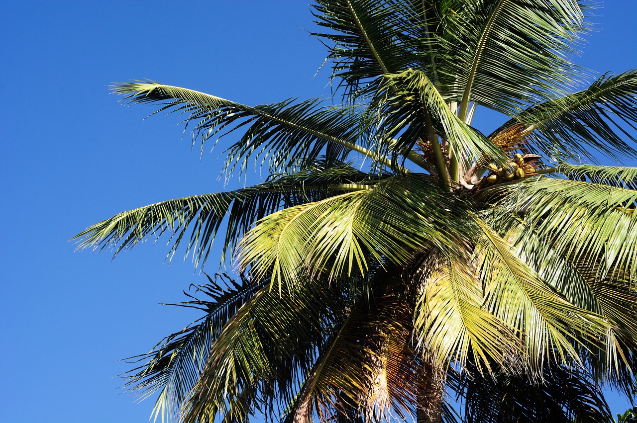 palm  blue  caribbean free photo