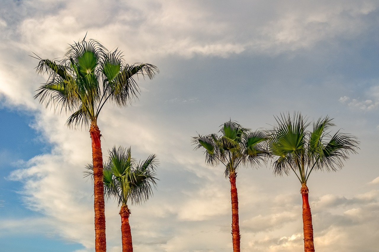 palm  trees  tropical free photo