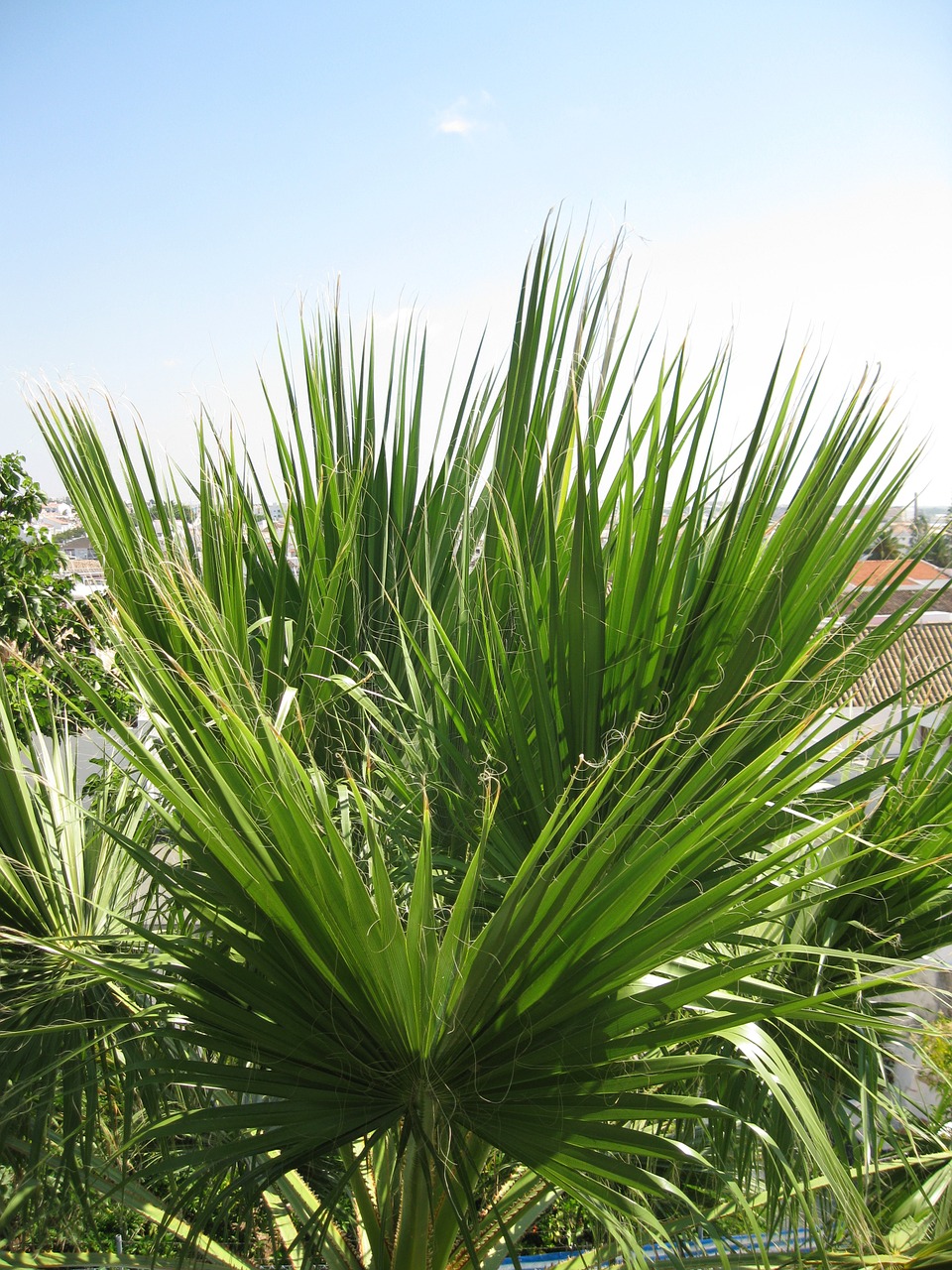 palm summer sky free photo