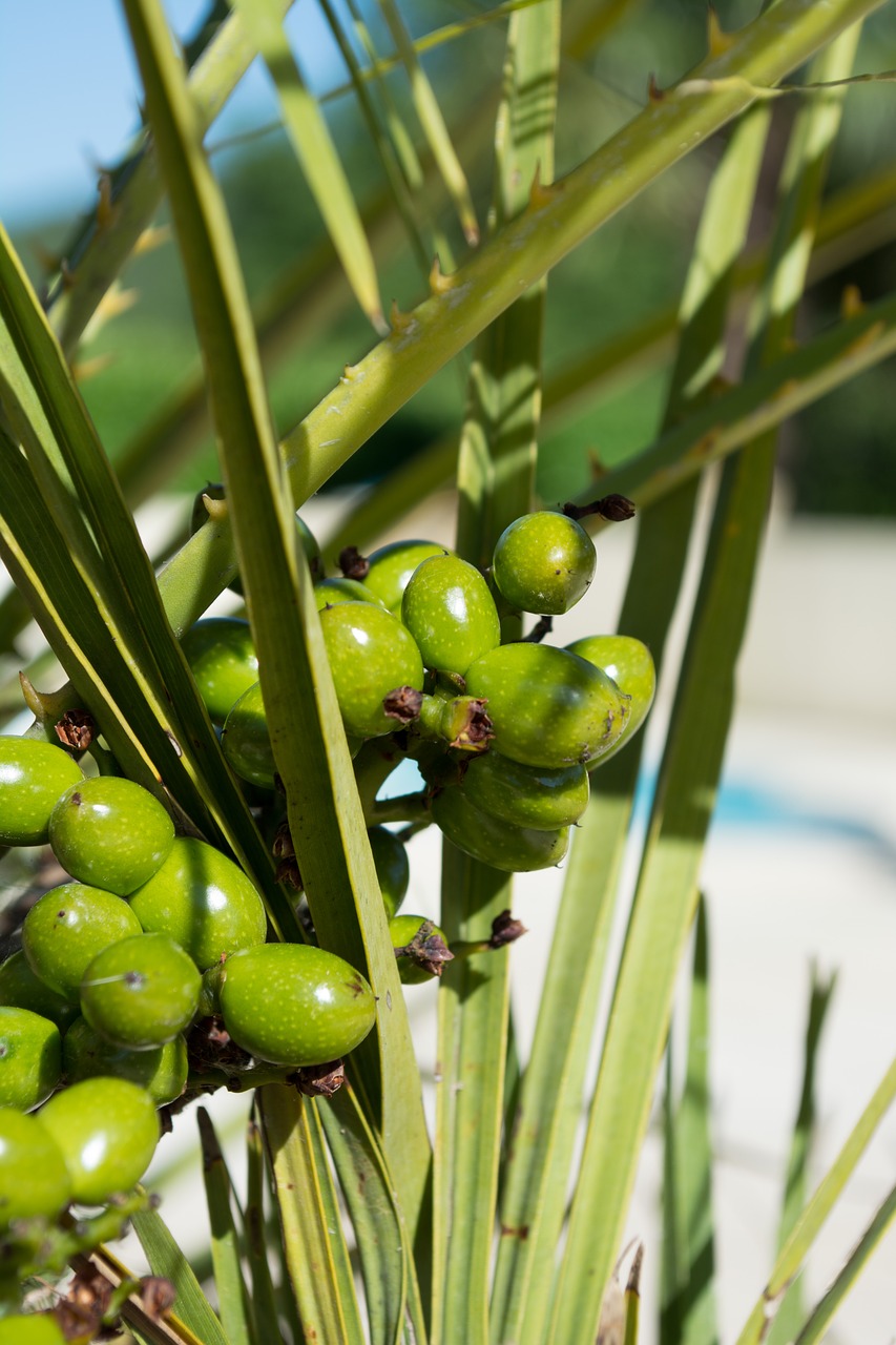 palm  fruit  fruits free photo