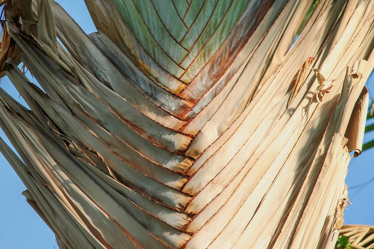 palm  palm trunk  fanned out free photo