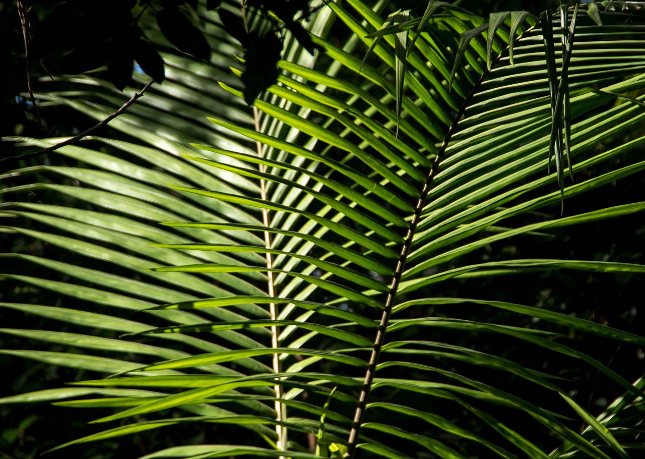 palm  bangalow palm  frond free photo