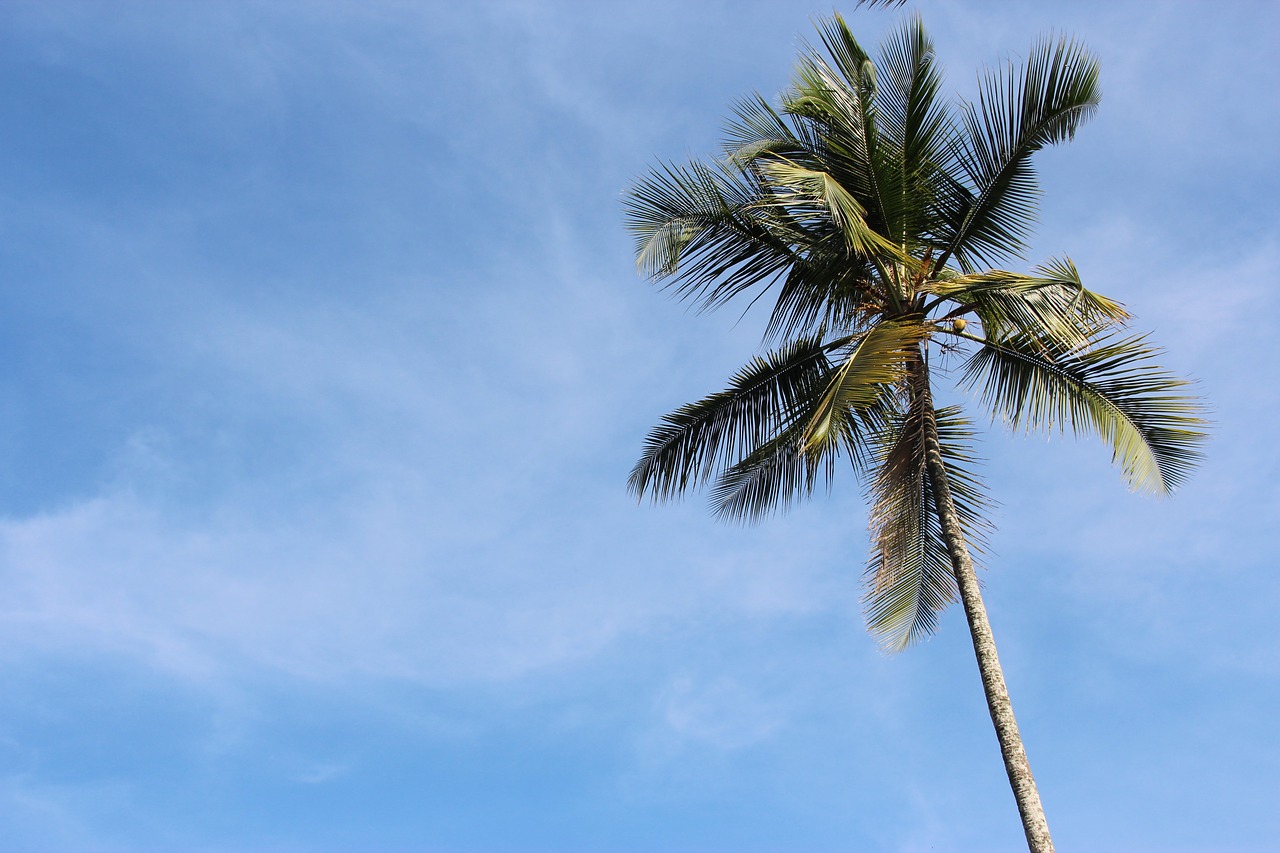 palm  sky  sea free photo