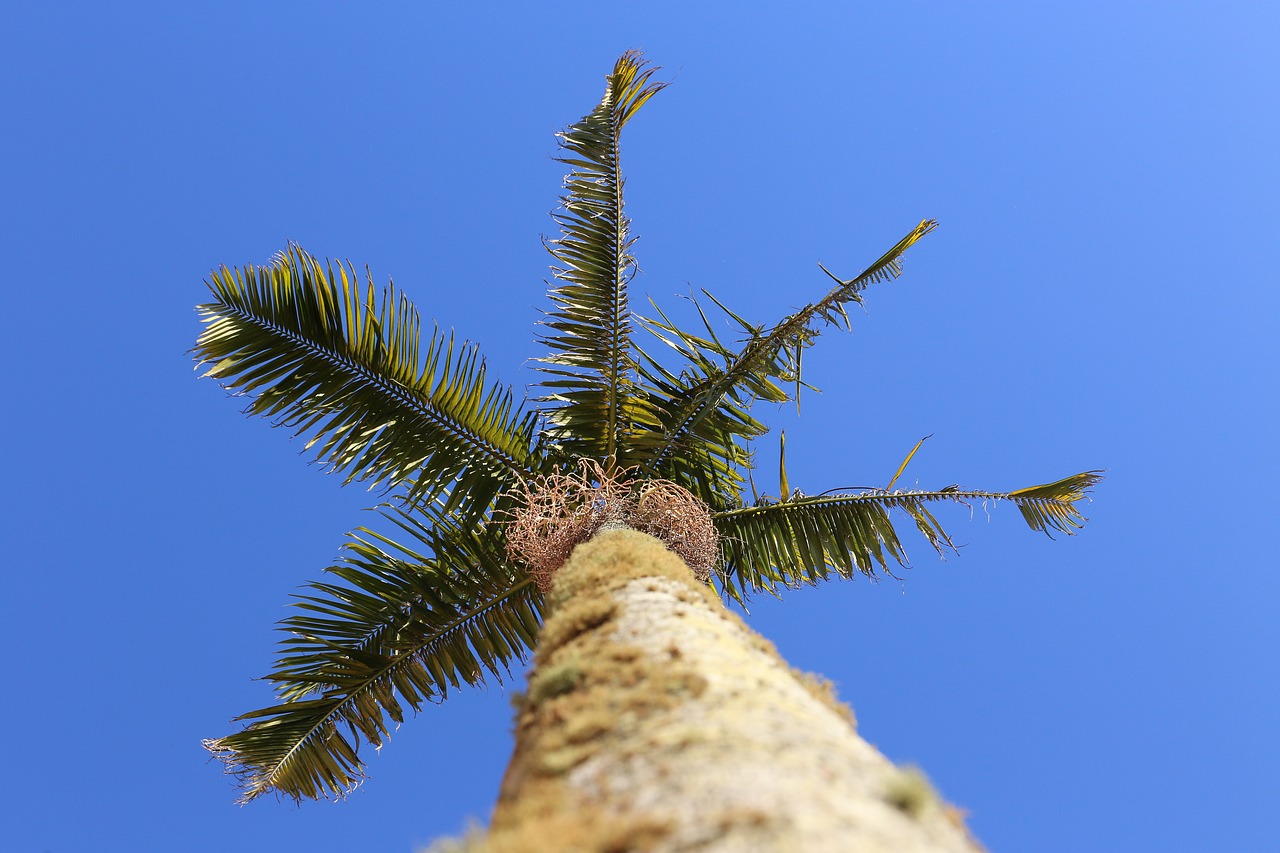 palm  sky  blue sky free photo