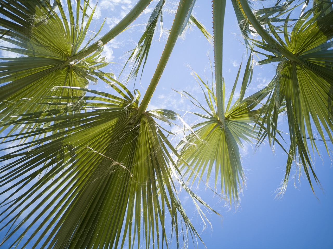 palm  tree  leaves free photo