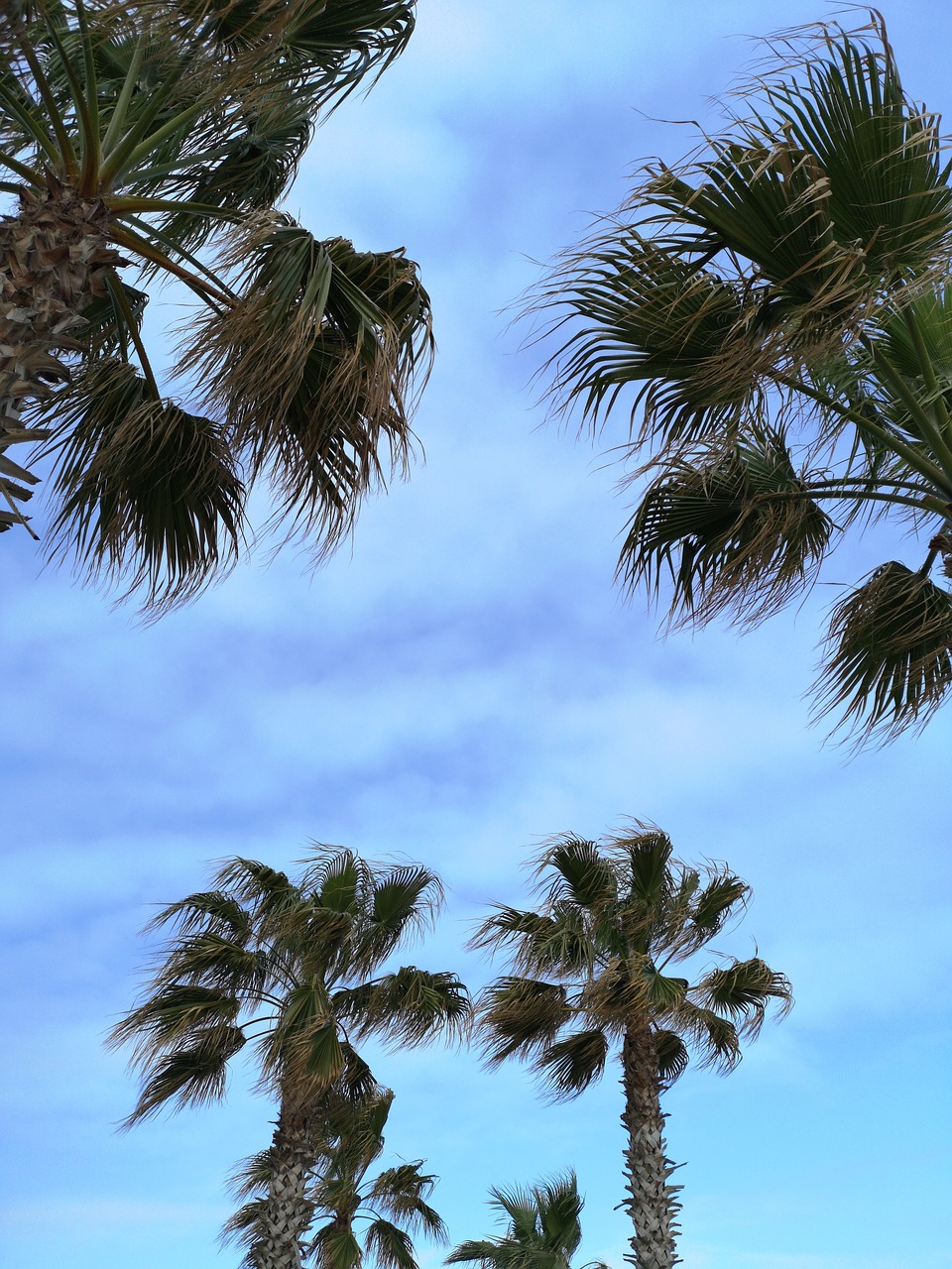 palm  tree  green free photo