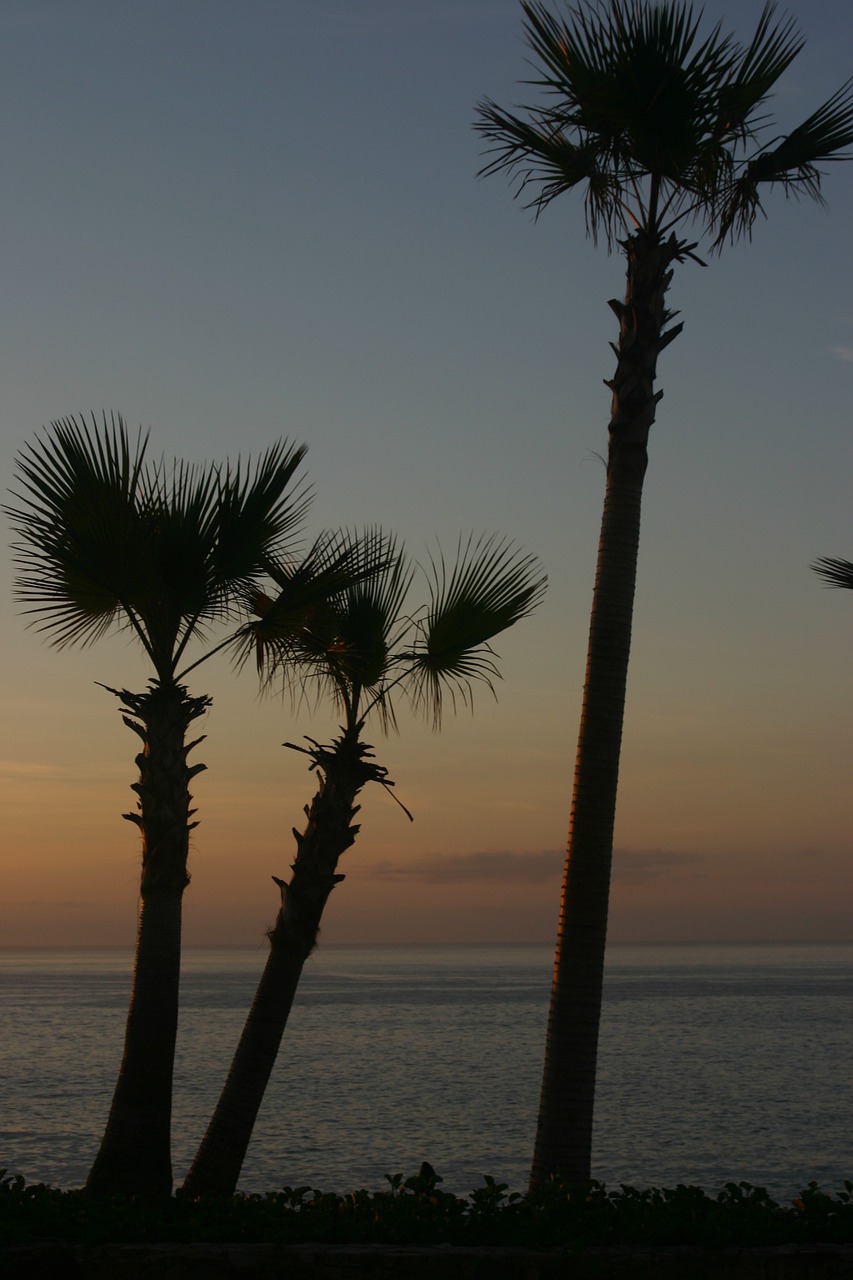 palm trees ocean free photo