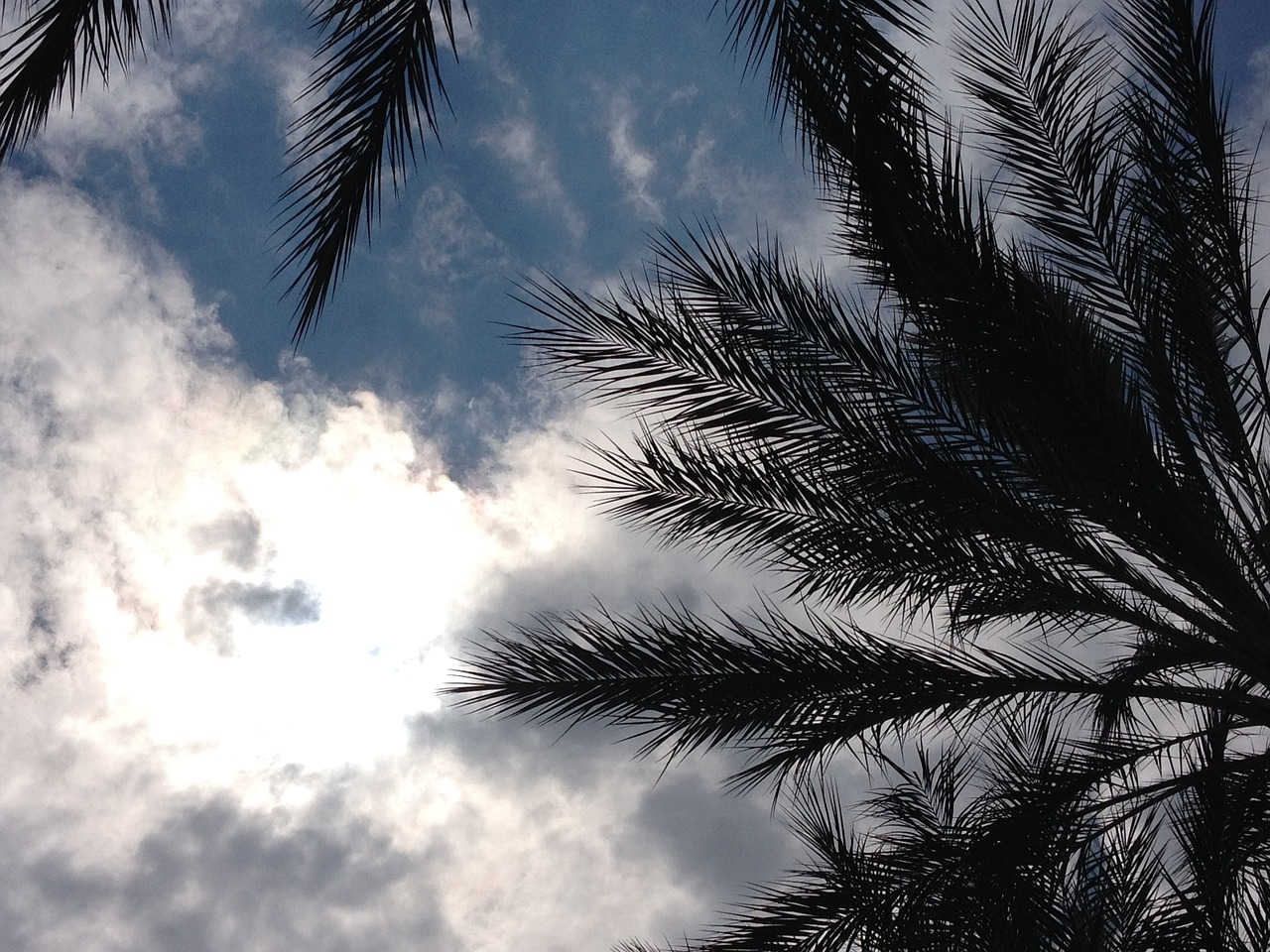 palm trees leaves free photo