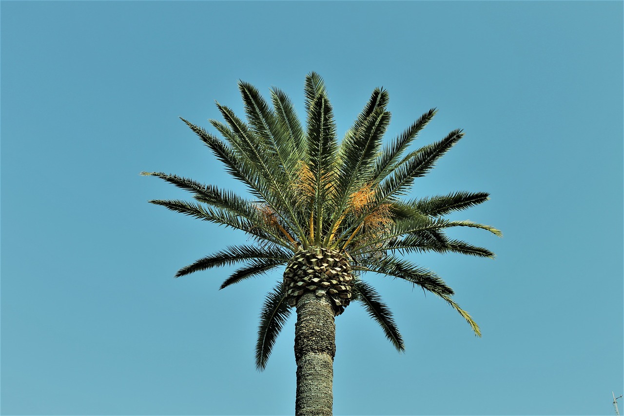 palm  nature  blue sky free photo