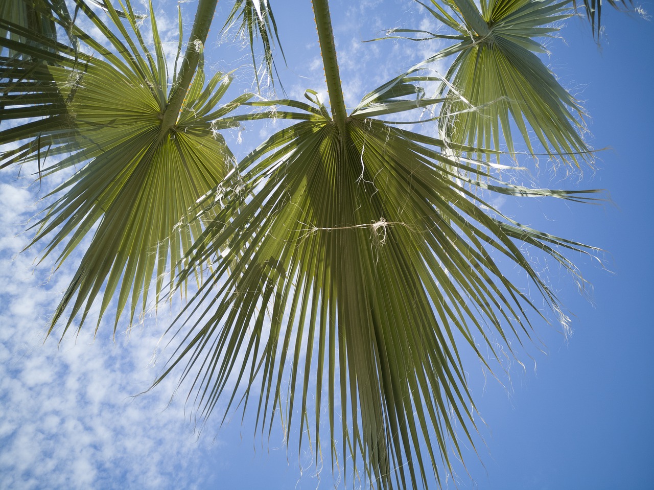 palm  leaves  nature free photo