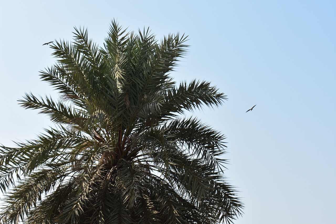 palm  palm tree  beach free photo