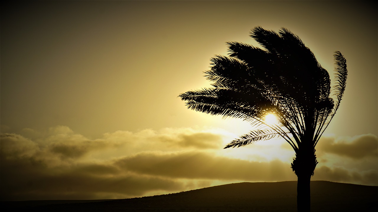 palm  sunset  fuerteventura free photo