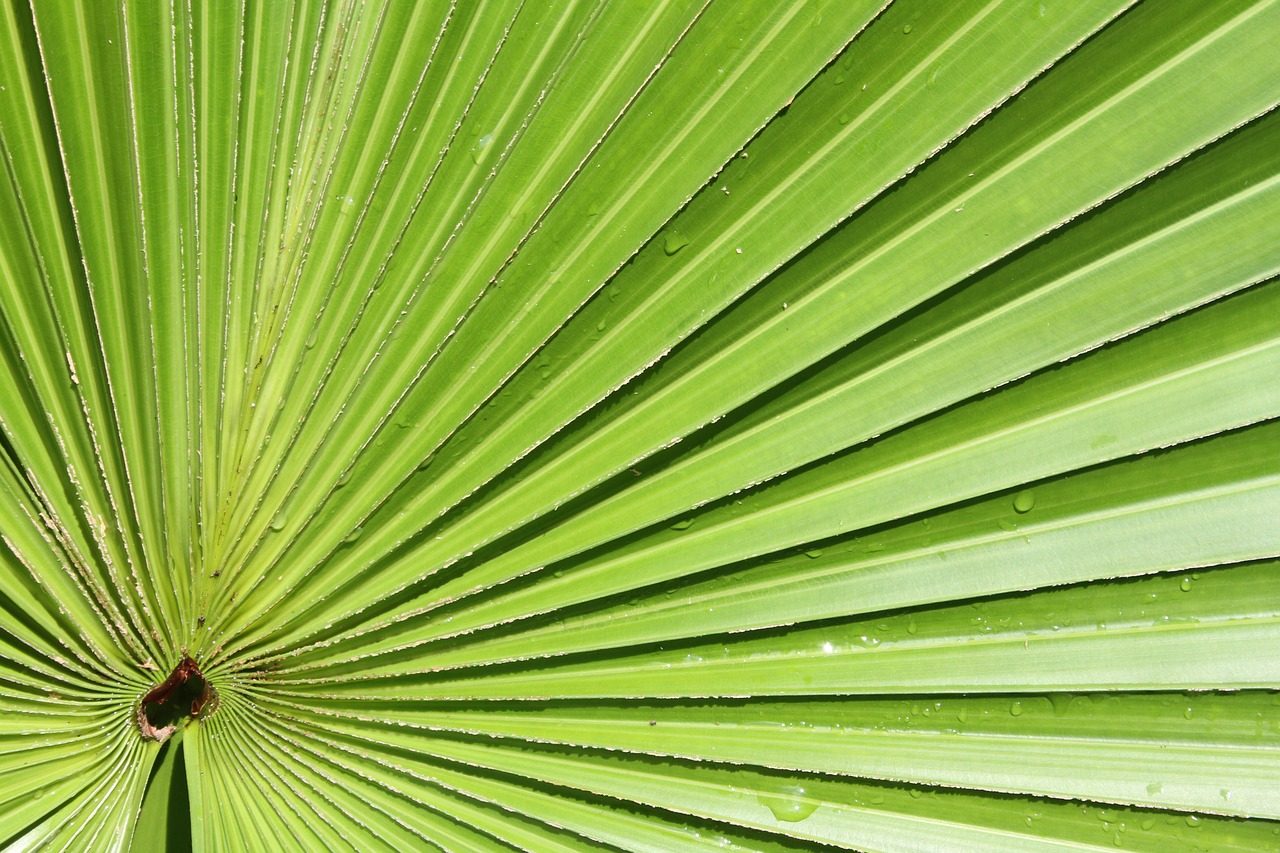 palm  leaf  foliage free photo