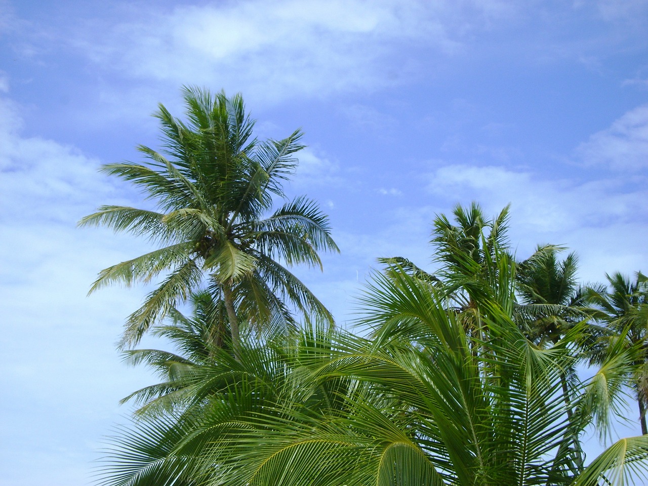 palm nature tropical free photo