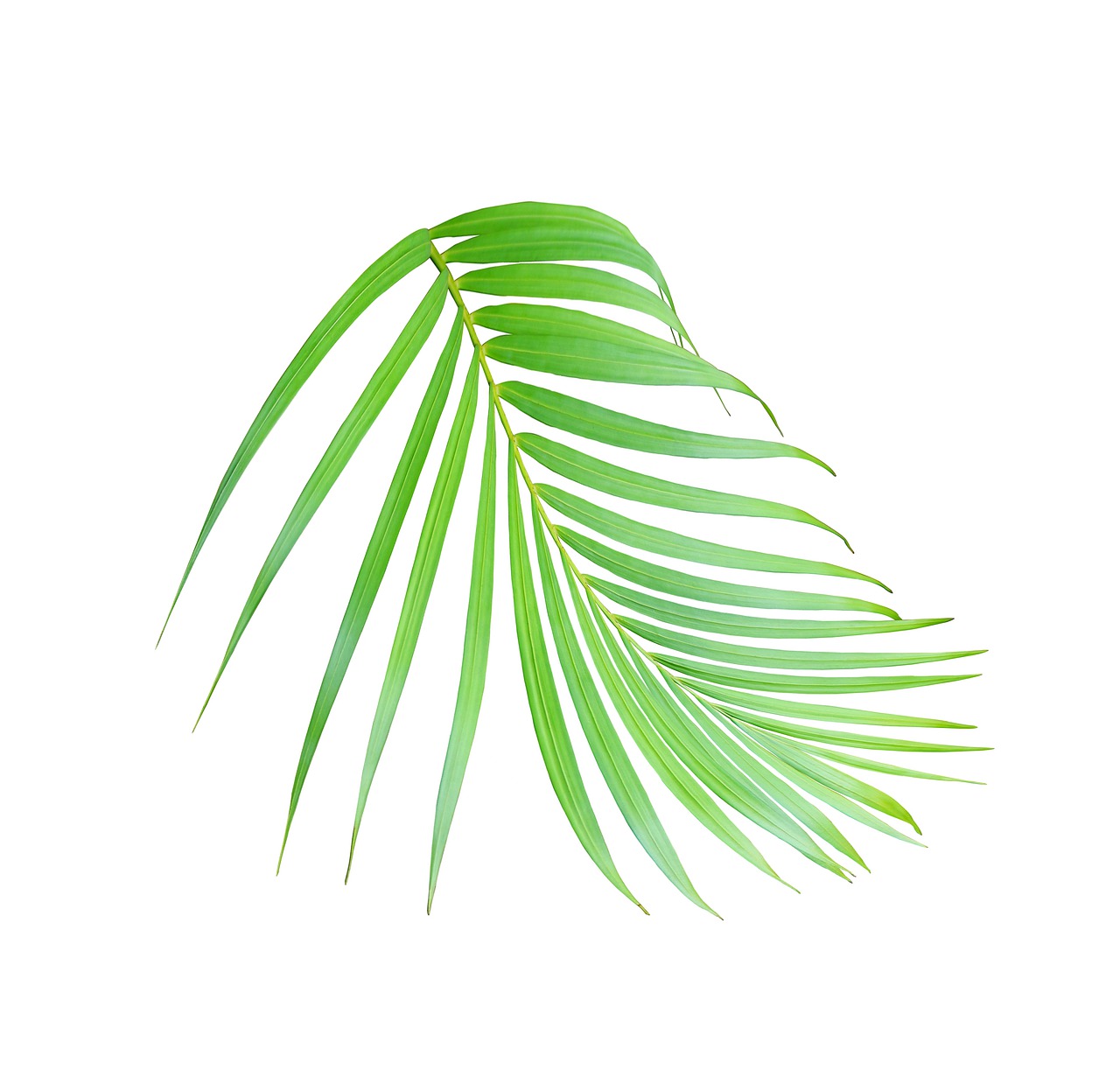 palm  leaf  tropical free photo