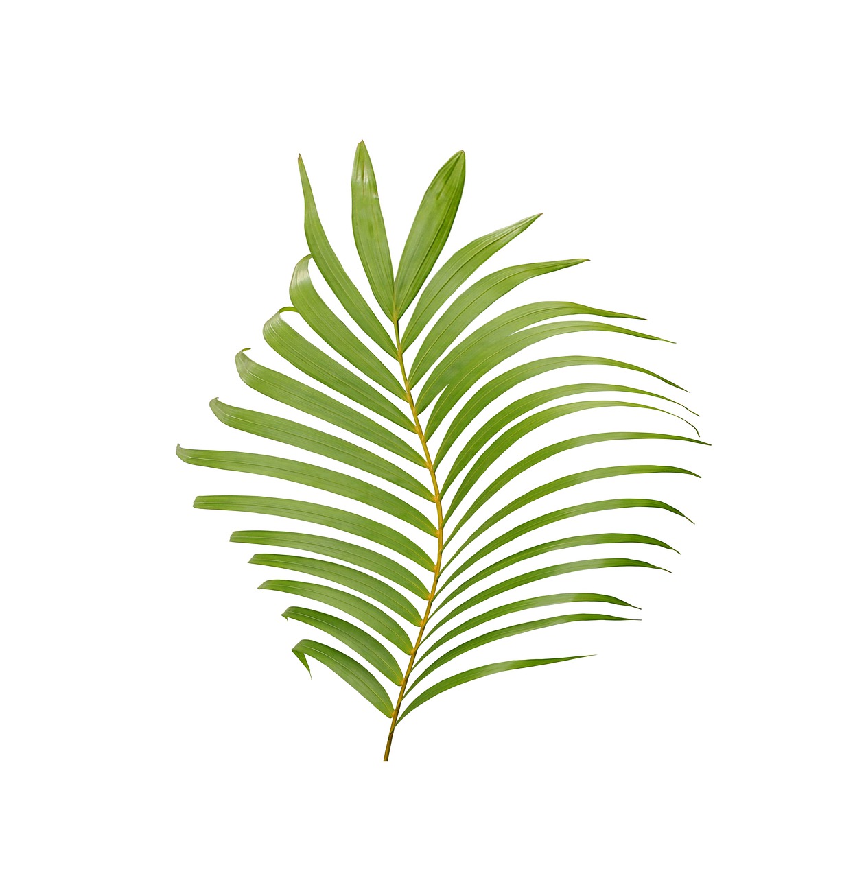 palm  leaf  tropical free photo