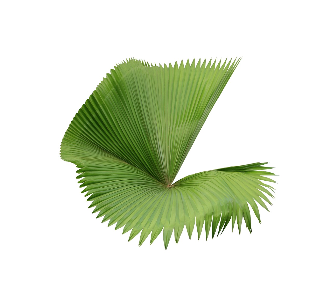 palm  leaf  green free photo