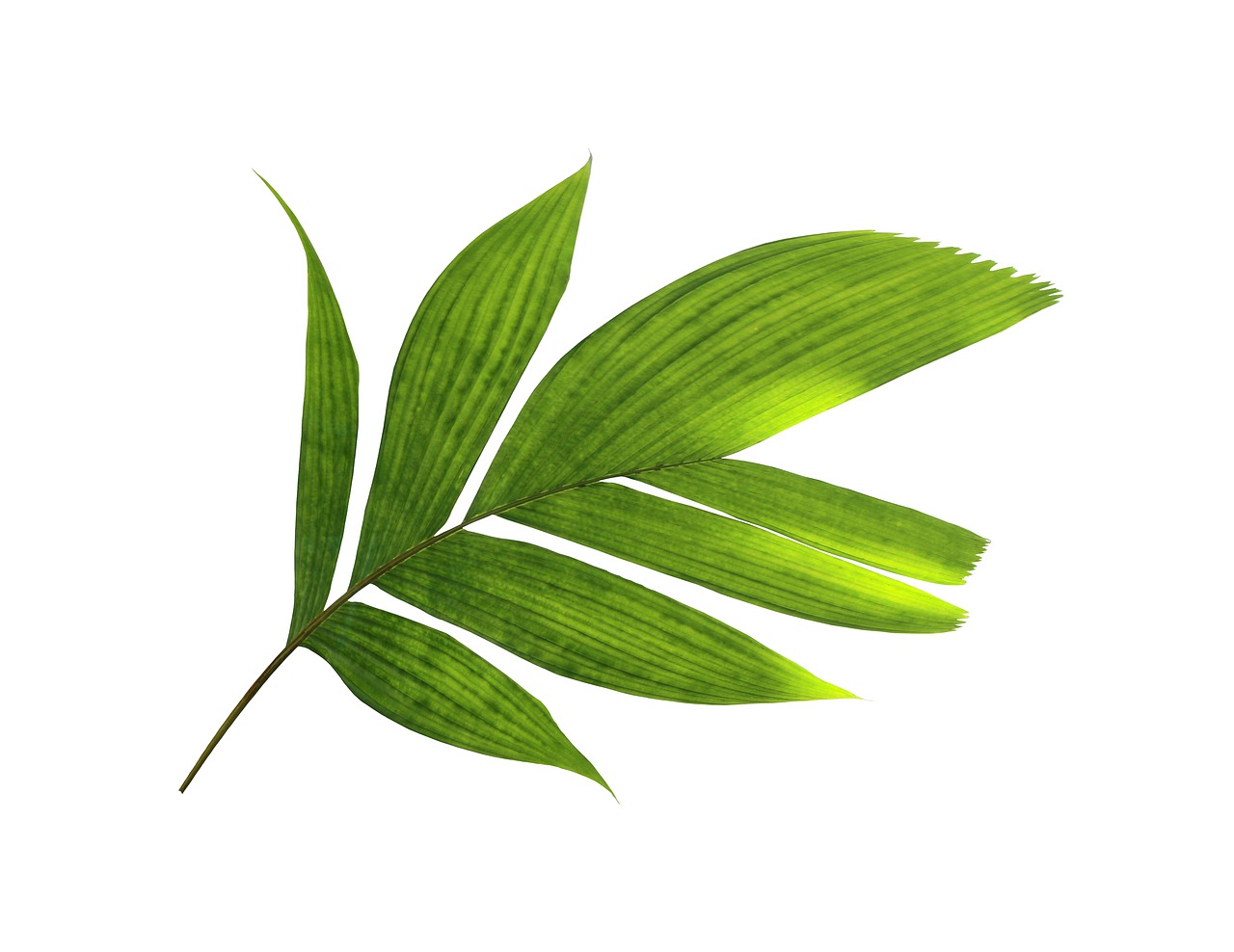palm  leaf  green free photo