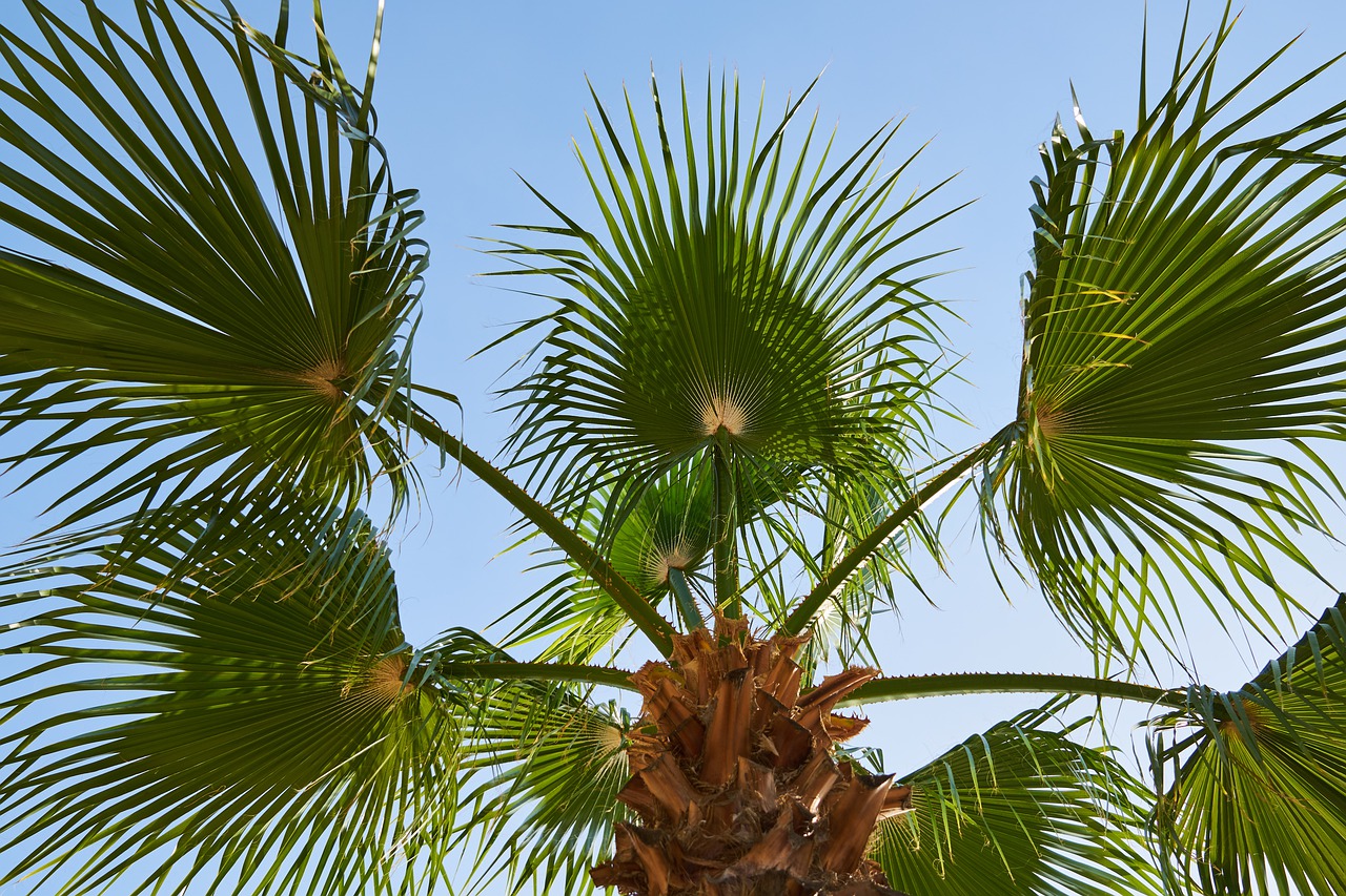 palm  leaves  tropical free photo