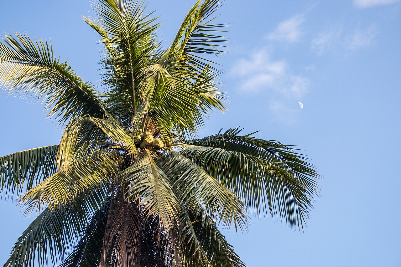 palm  paradise  sky free photo