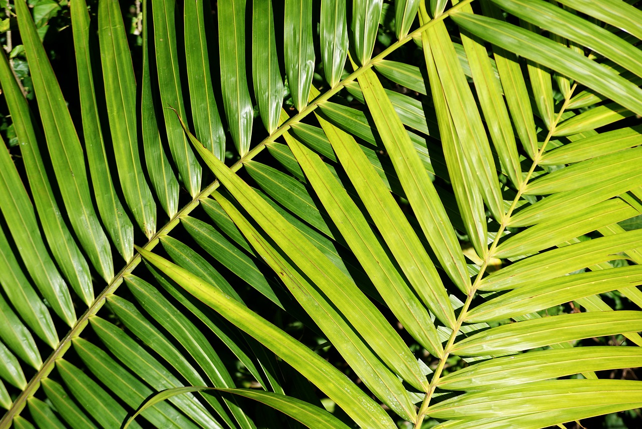 palm plant foliage free photo