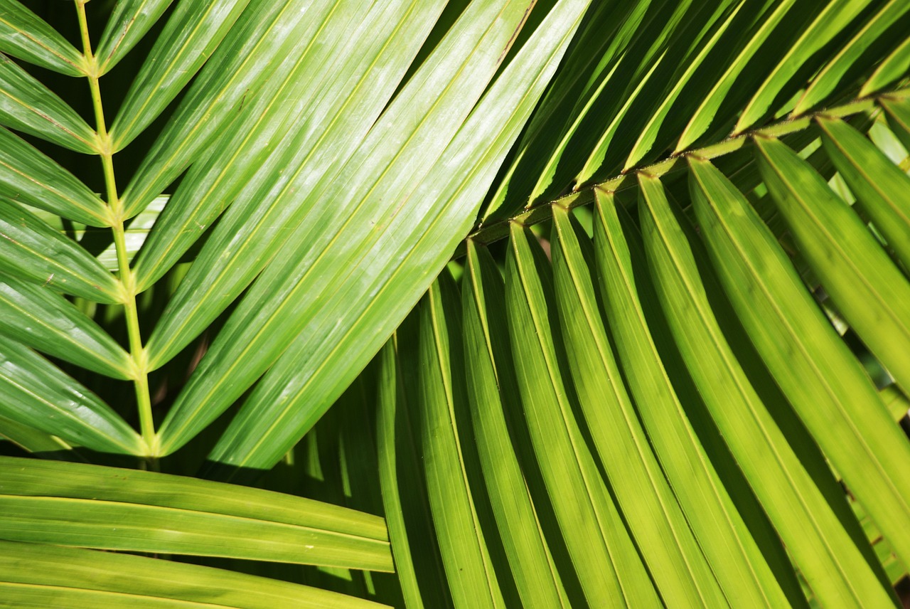 palm plant foliage free photo