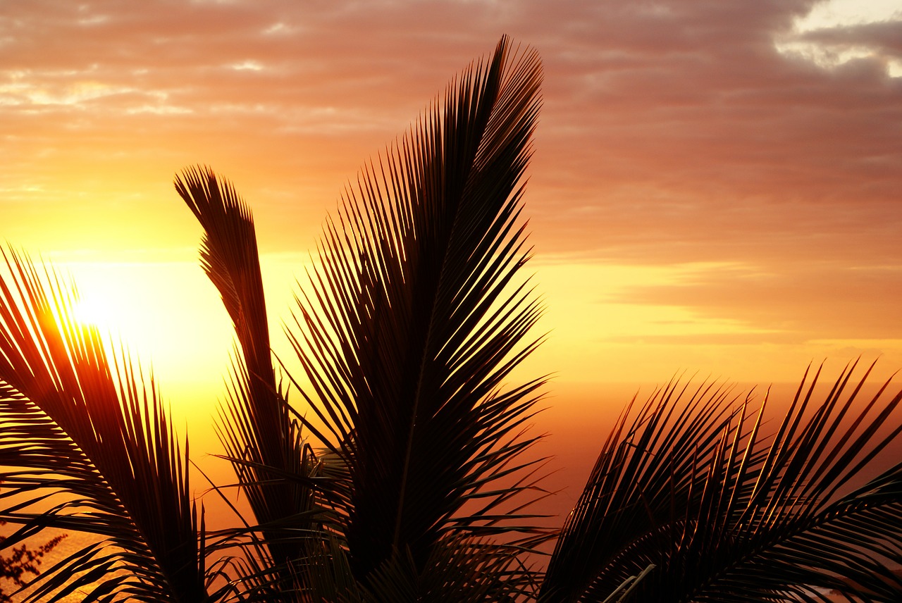 palm reunion island sunset free photo