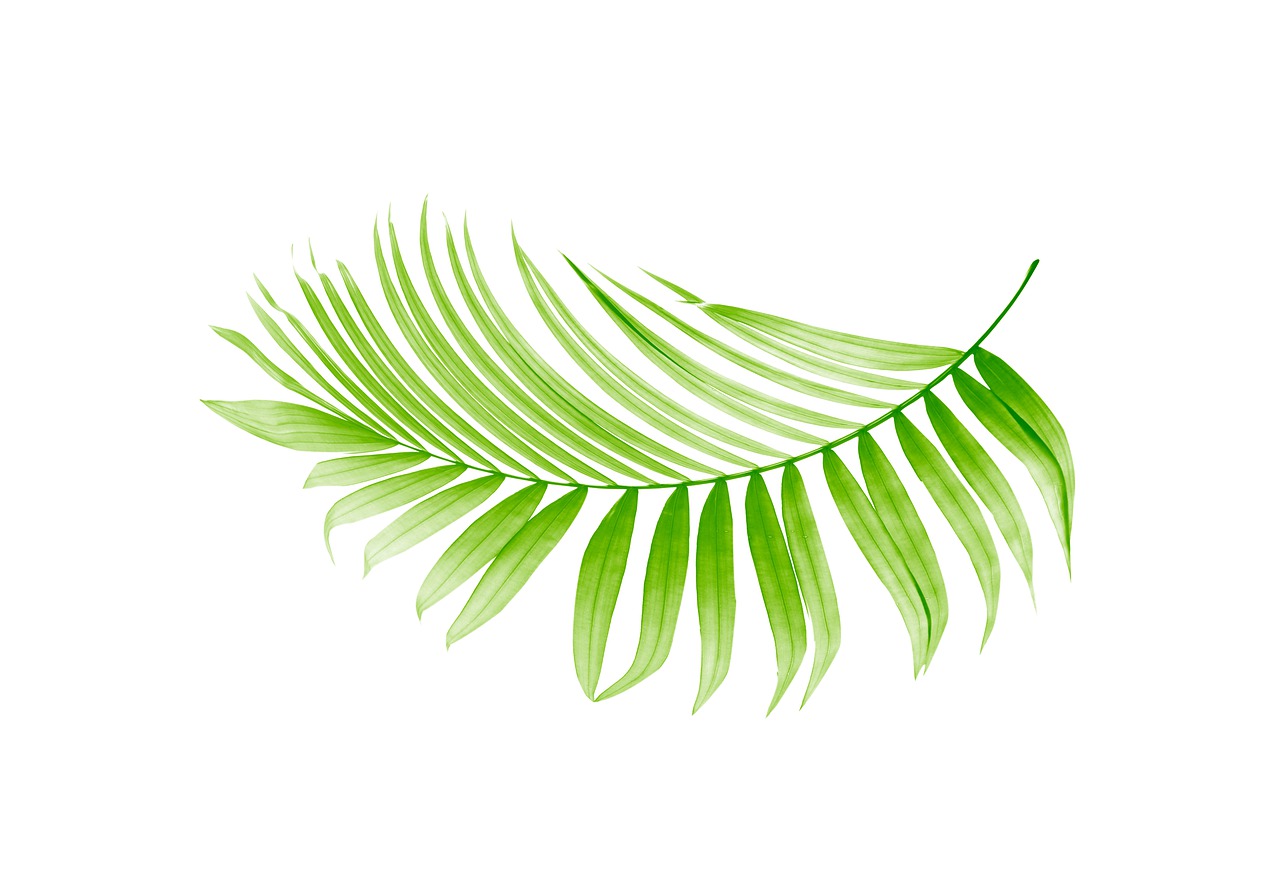 palm  leaf  leaves free photo