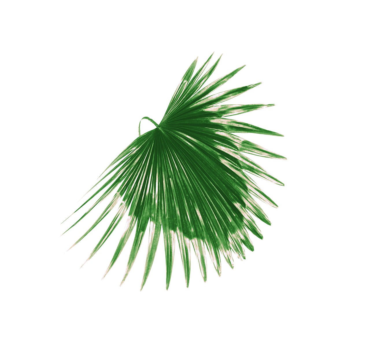 palm  leaf  leaves free photo