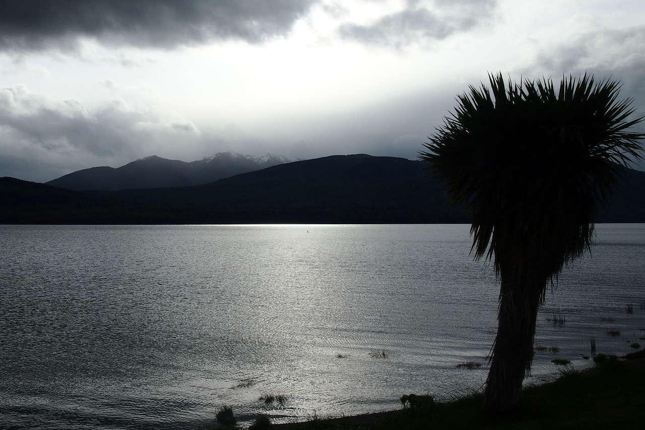 palm silhouette lake free photo