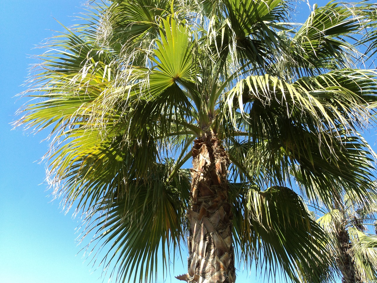 palm turkey antalya free photo