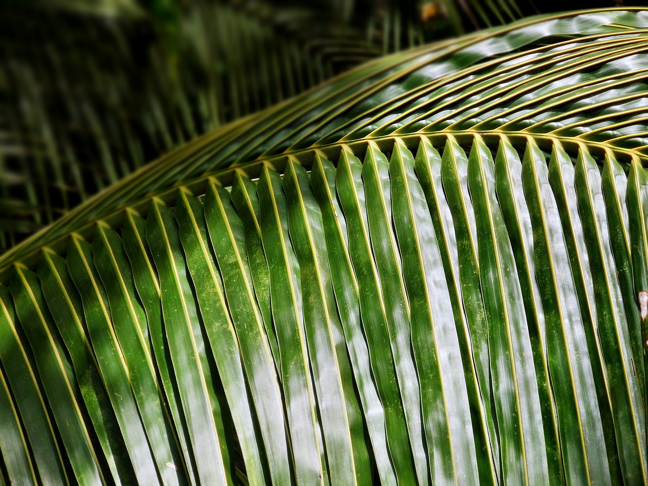 palm tree leaf free photo